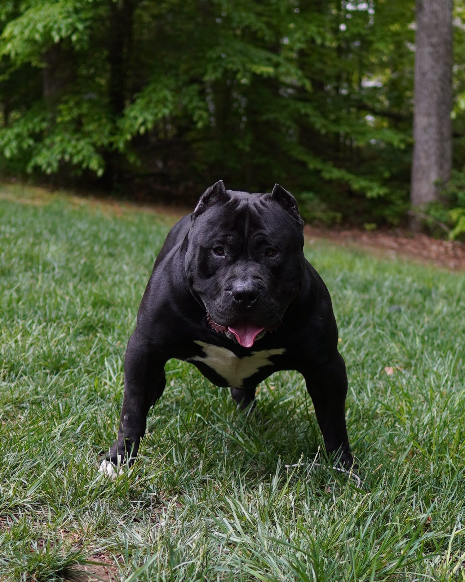 Gator, a solid black XL American Bully, standing wide and square in the grass, facing the camera