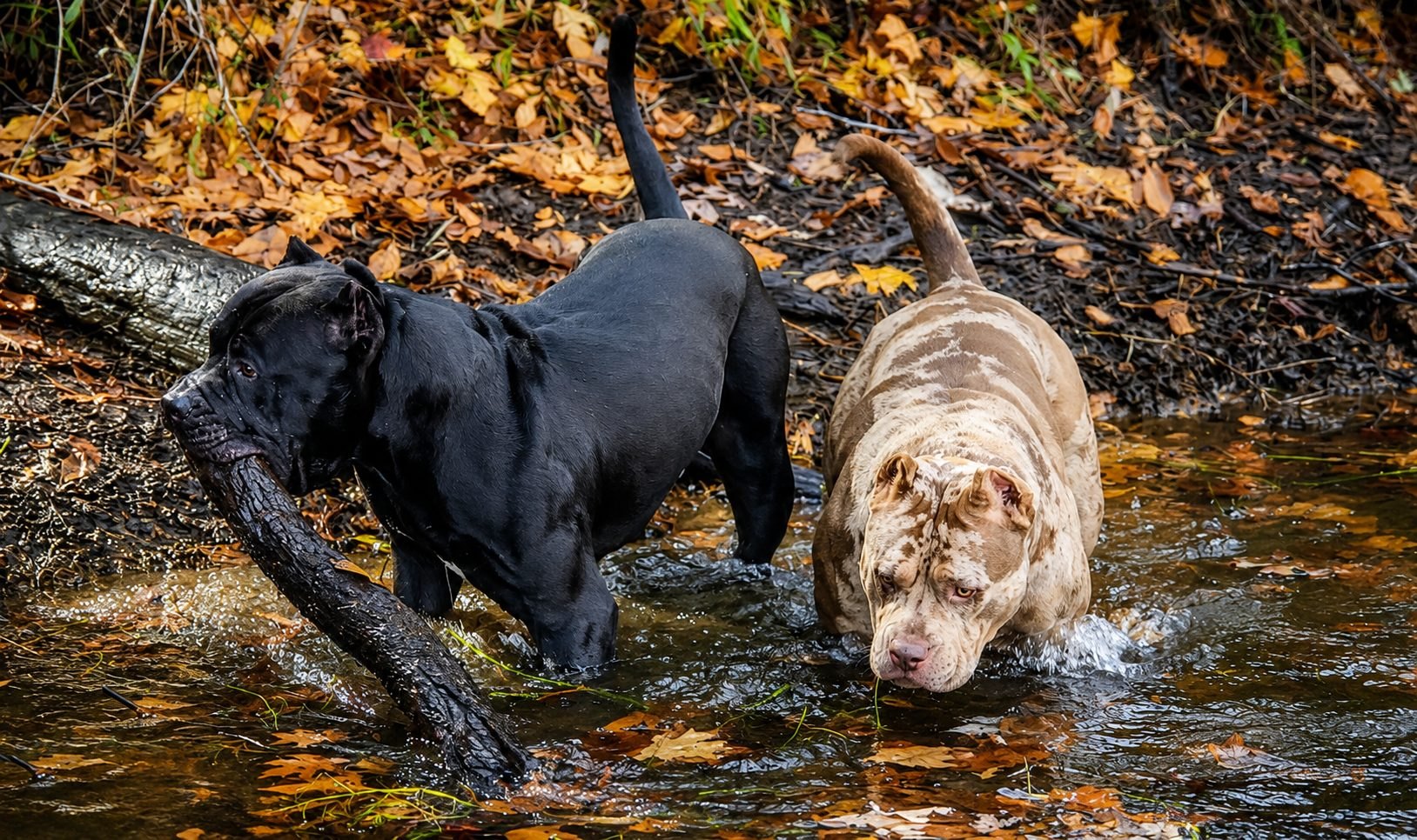 Gator, a solid black XL American Bully, carrying a log through a creek beside Reese, a lilac merle female, among autumn leaves