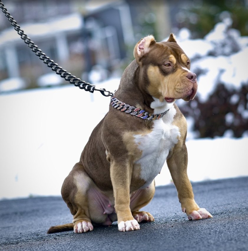 Koda, a chocolate tri XL American Bully female, sitting on a leash in the snow