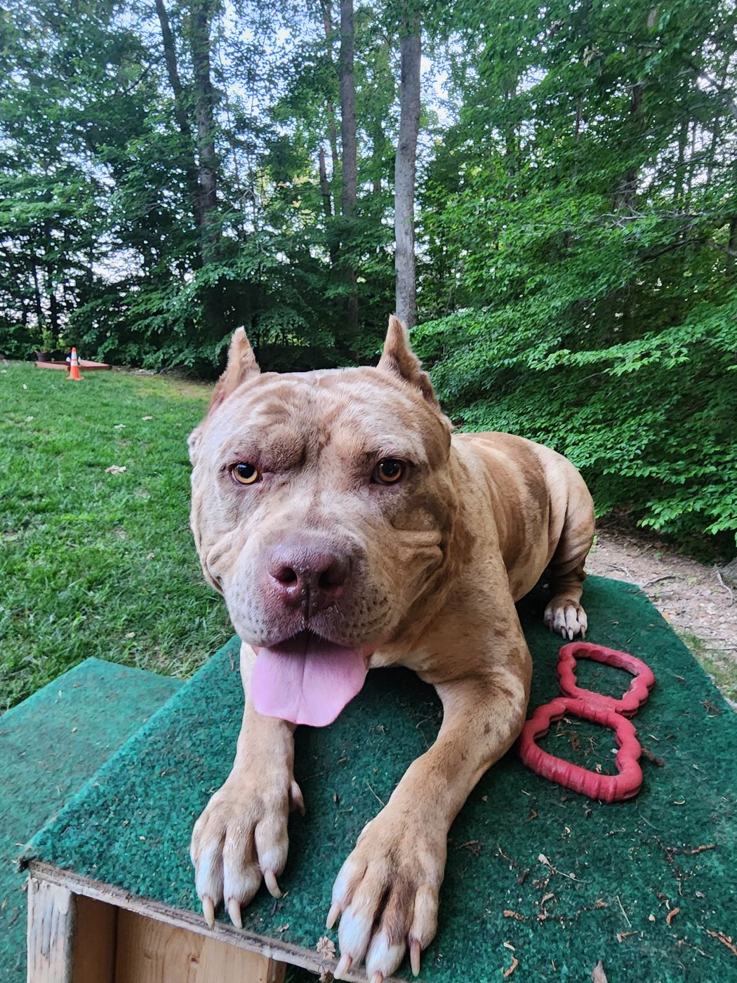 A fawn bully resting its head on a training platform, tongue out