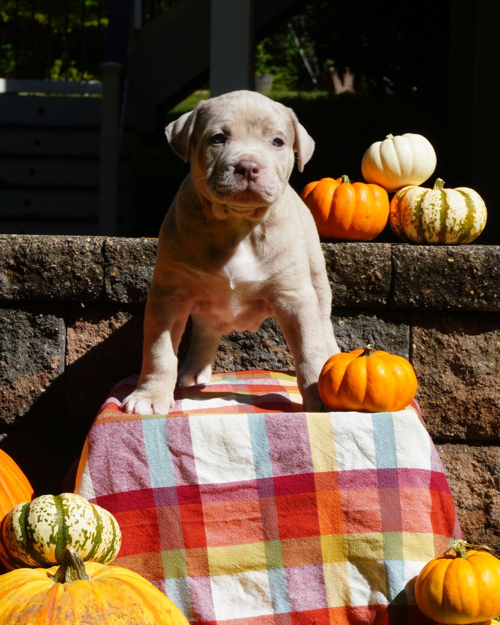 Light champagne puppy standing on a plaid blanket