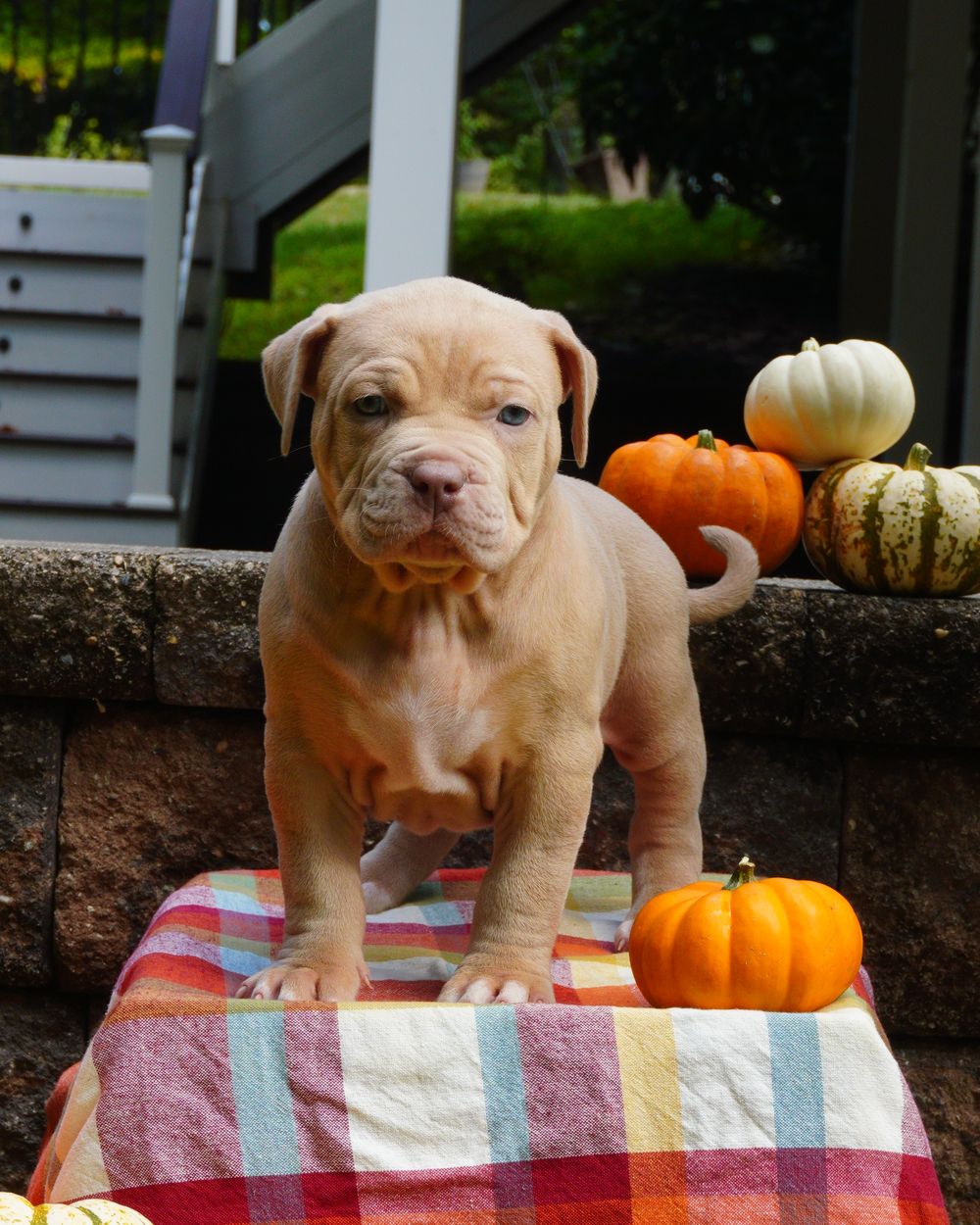 Fawn puppy standing with pumpkins behind it