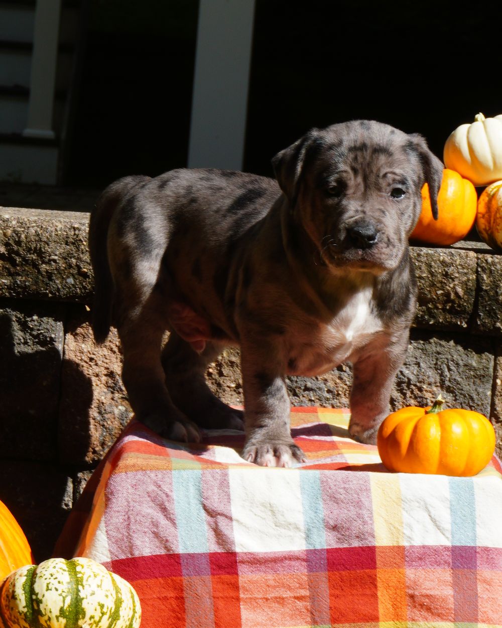 Blue merle puppy with a white chest, standing and facing the camera
