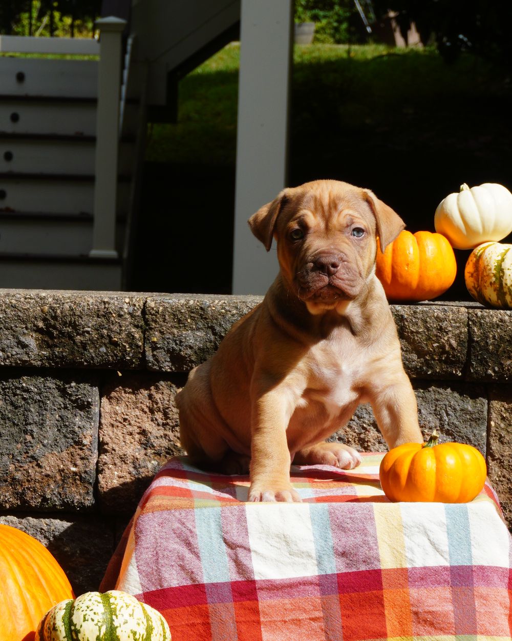 Red puppy sitting beside a small pumpkin