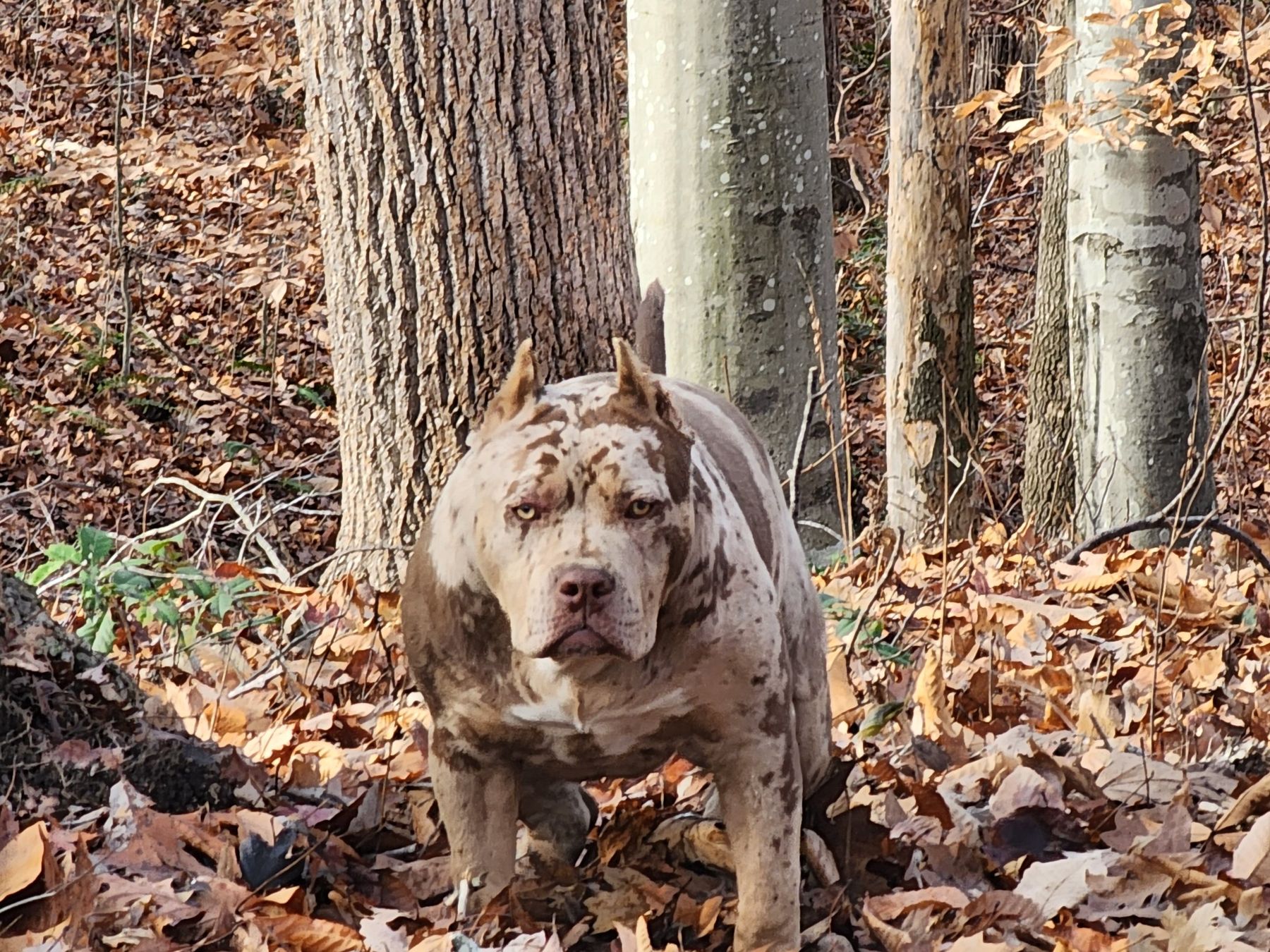 Reese, a lilac merle XL American Bully female, standing in autumn leaves