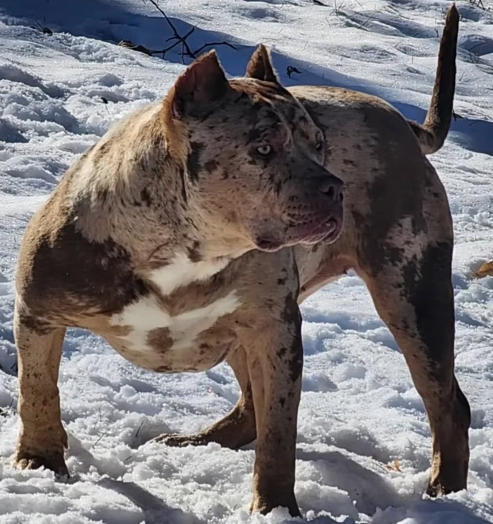 Reese, a lilac merle female, standing in the snow and looking over her shoulder